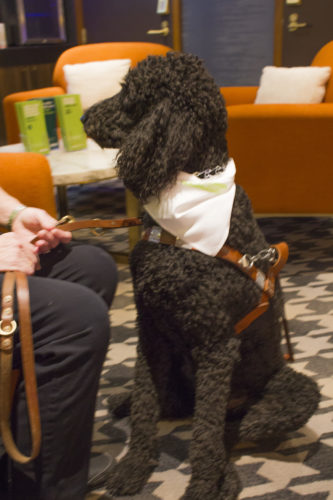Mo, a service dog often seen at the GameSense Info Center at MGM Springfield
