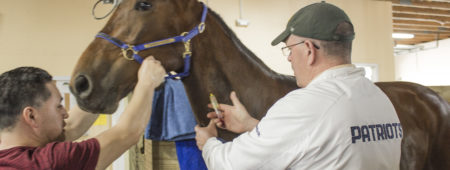 Veterinary staff conduct a blood gas test